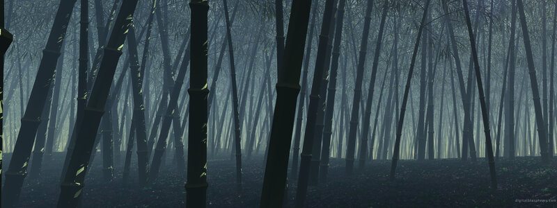 Misty bamboo forest