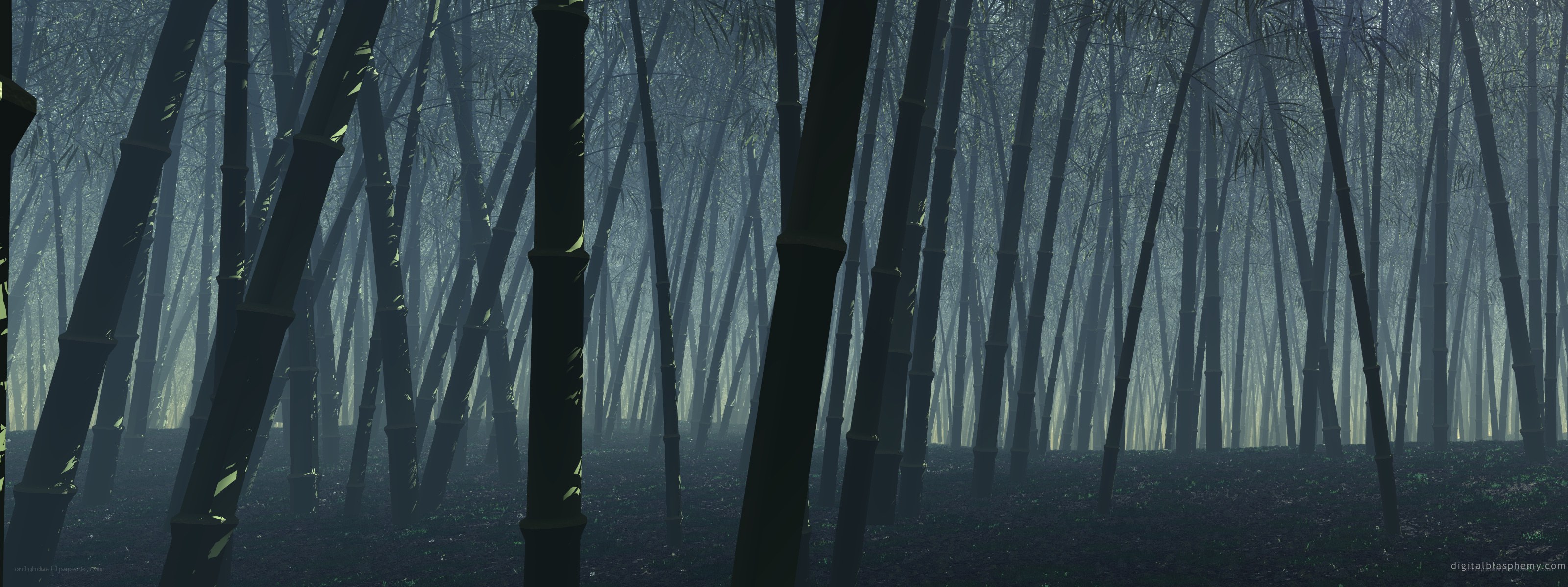 Misty bamboo forest