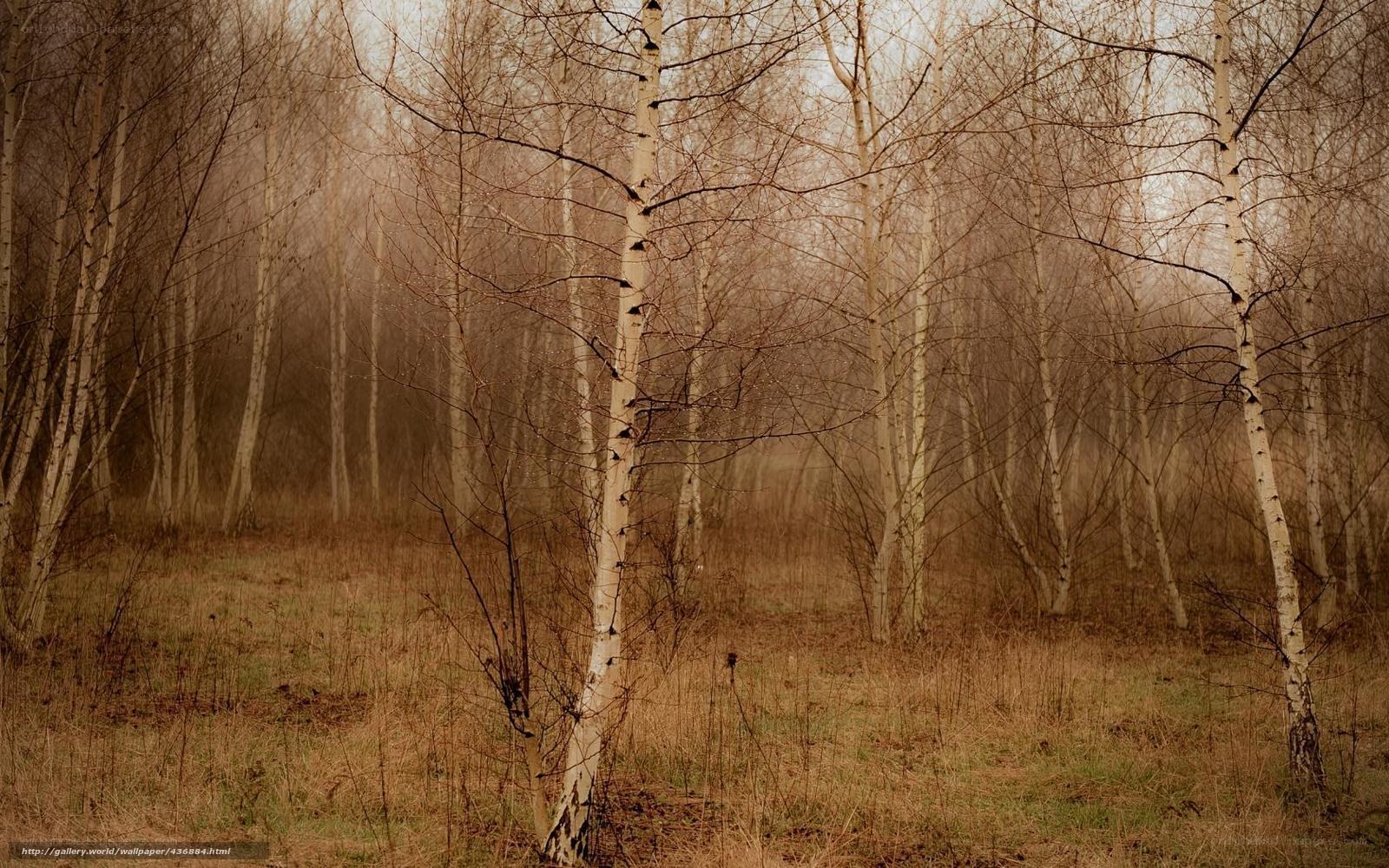 Misty birch forest