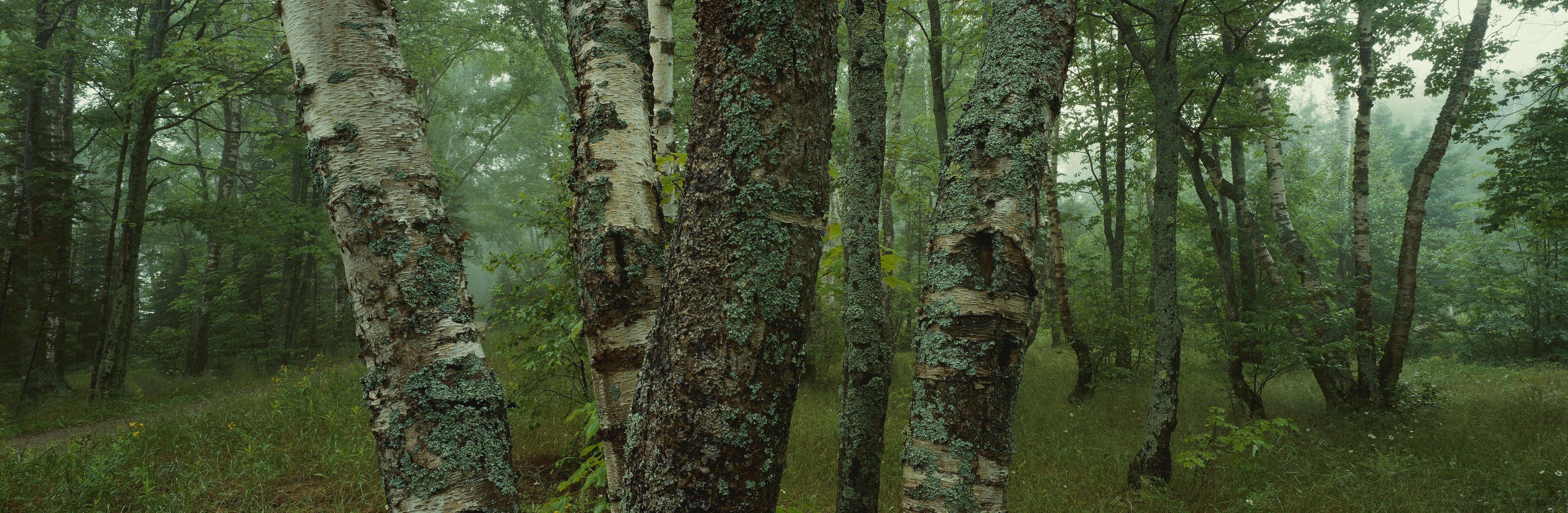 misty birch forest