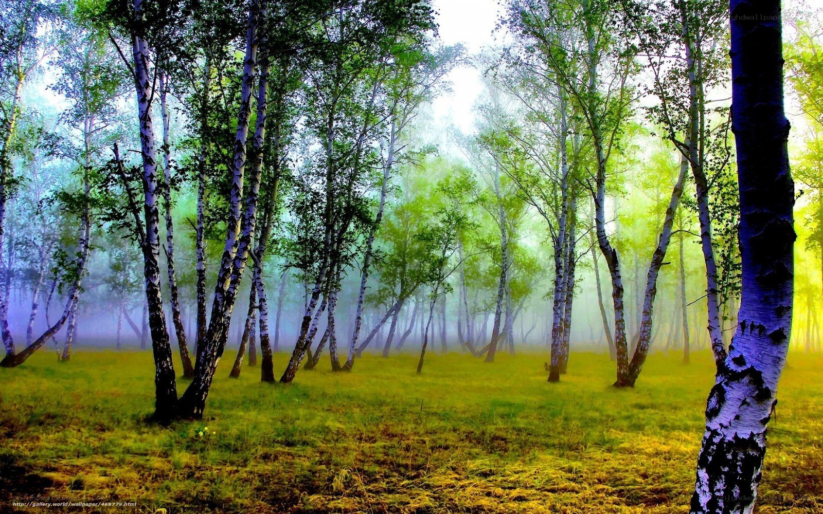 Misty birch forest at dawn
