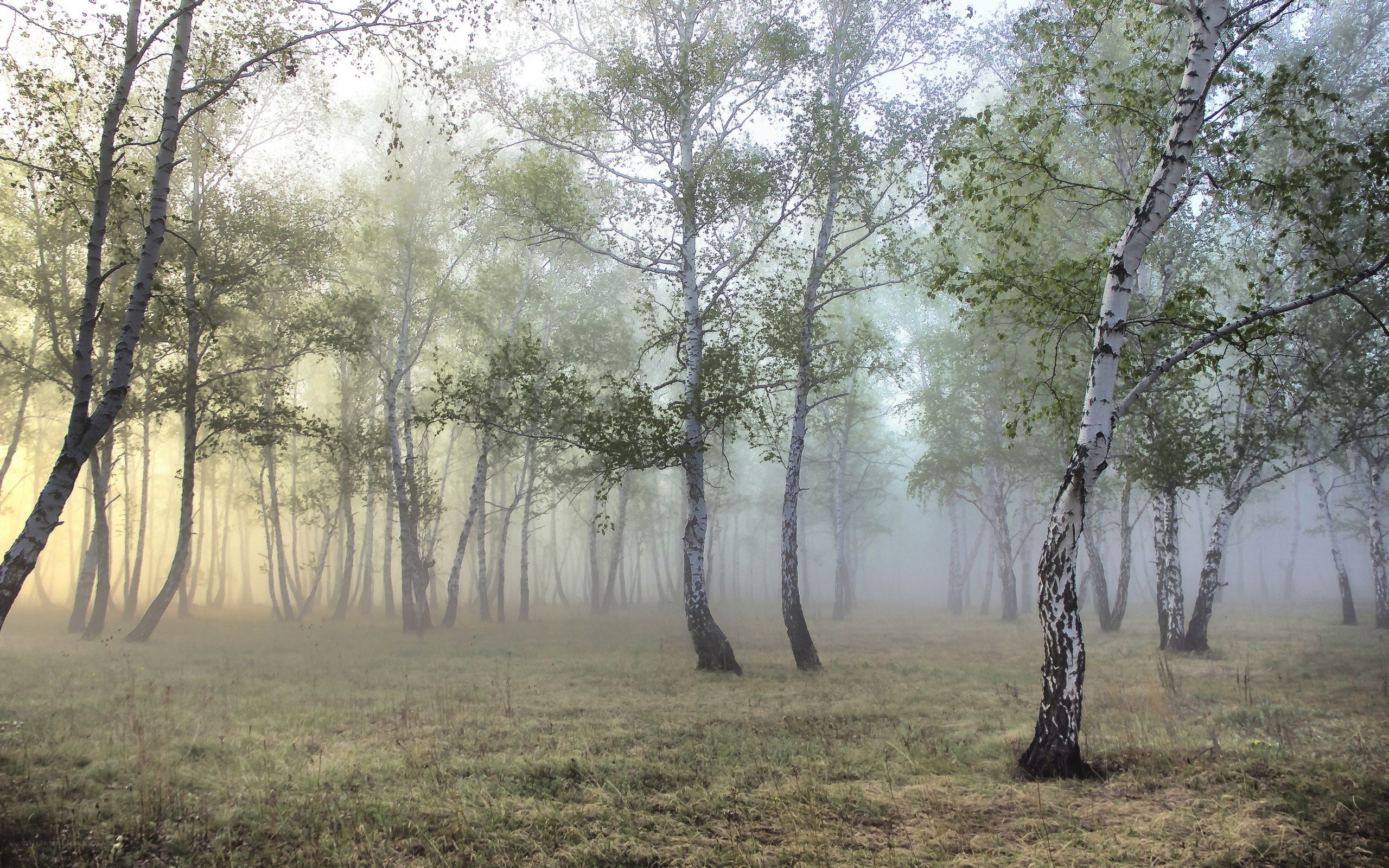 Misty birch forest at dawn