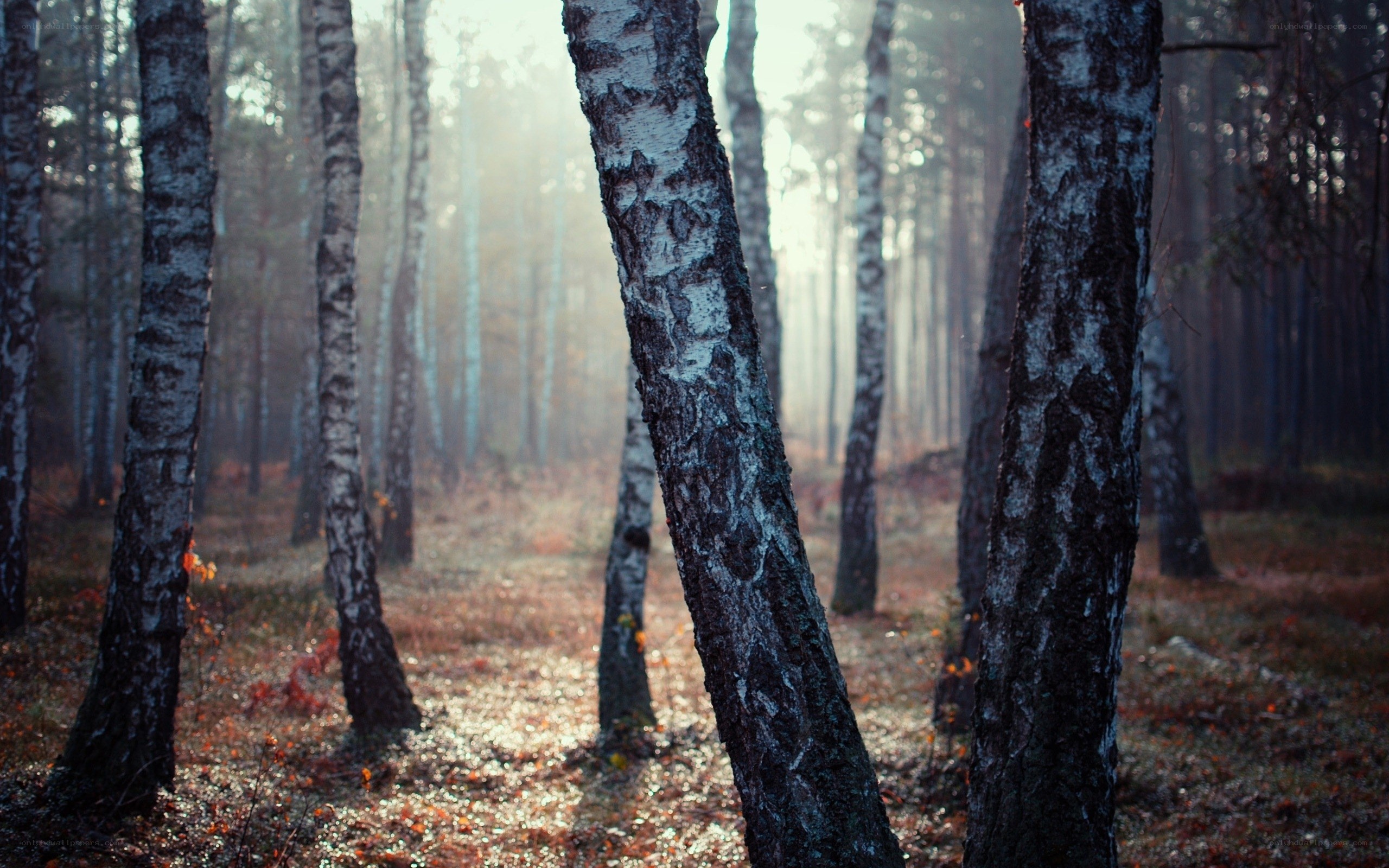 Misty birch forest at dawn