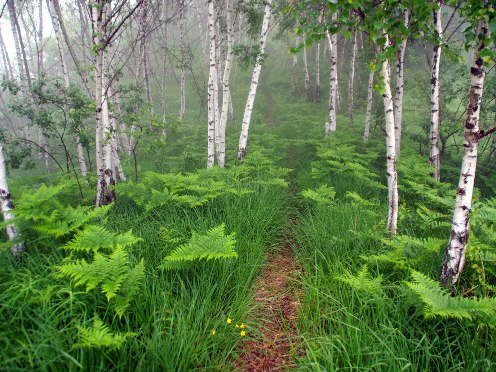 Misty birch forest path