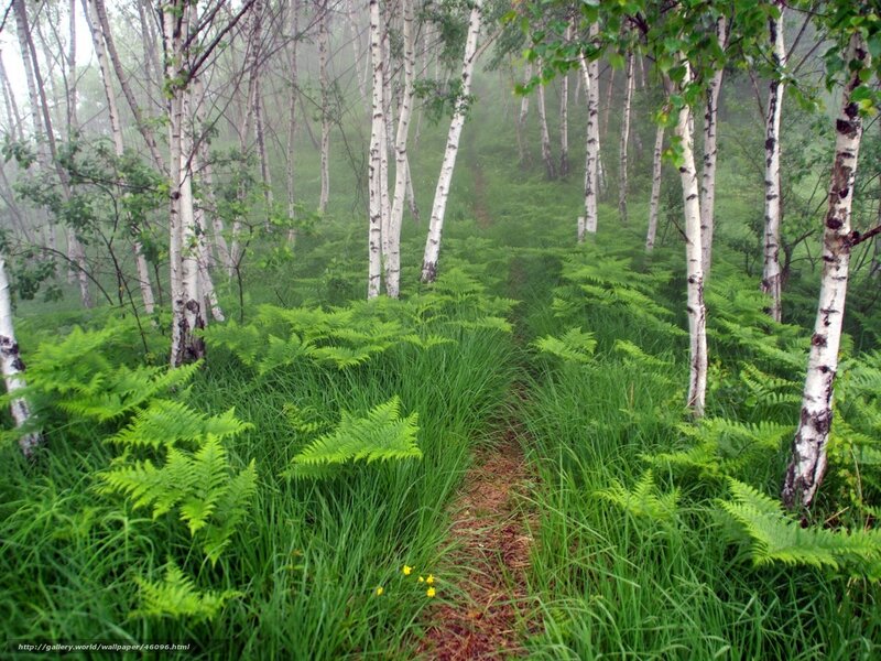 Misty birch forest path