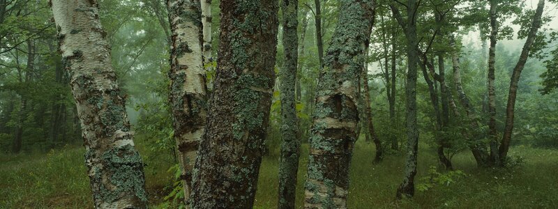 Misty birch forest scene