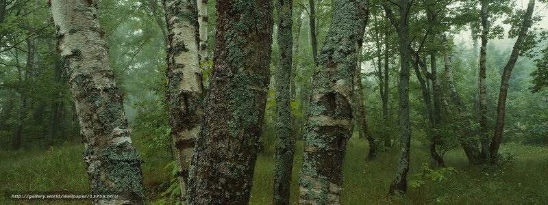 Misty birch forest