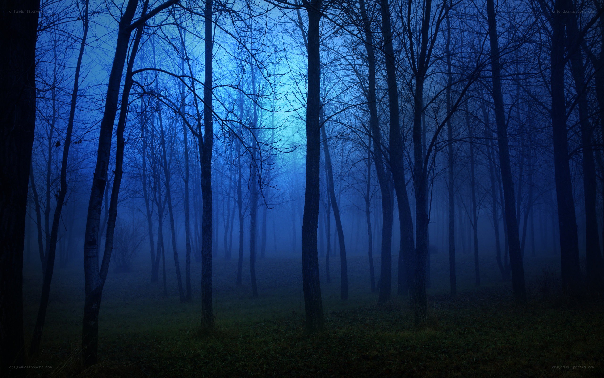 Misty blue forest at night