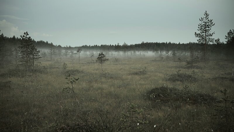Misty Bog Landscape