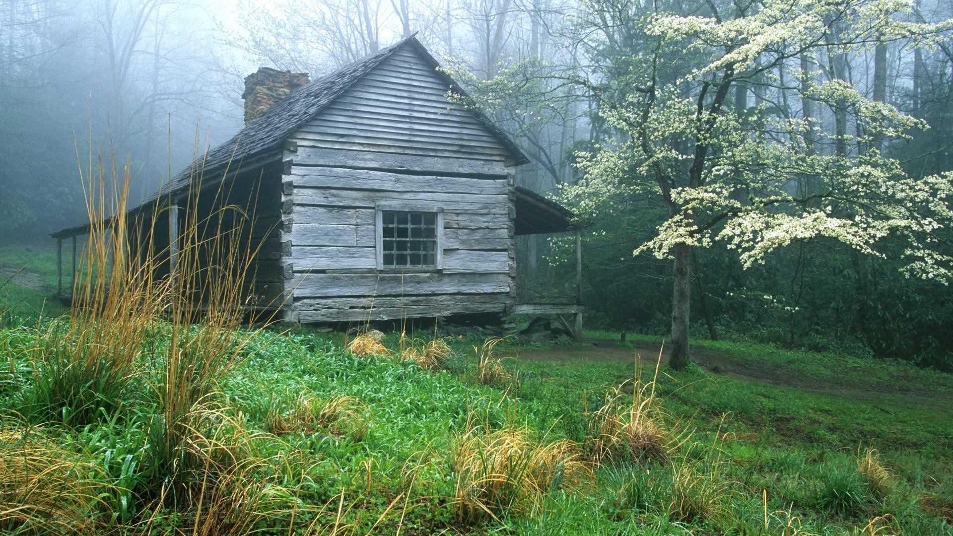 Misty cabin in the forest