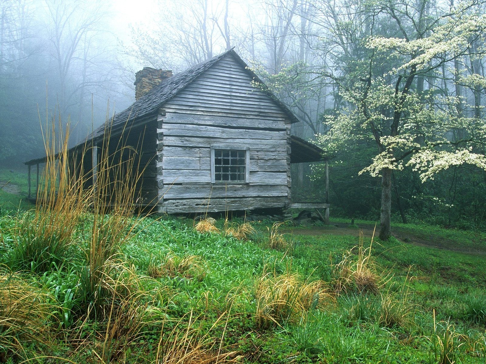 Misty cabin in the forest