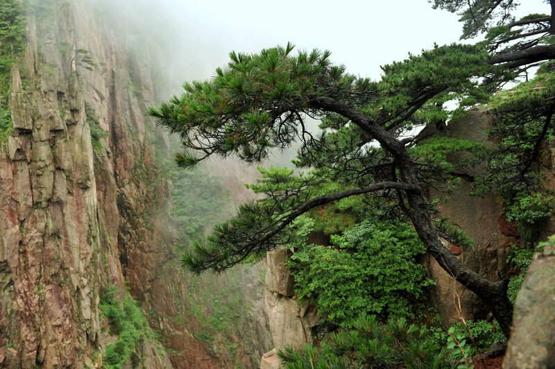 Misty cliffside pine tree