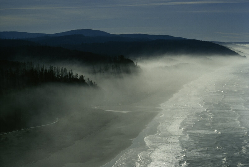 Misty coastal forest at dawn