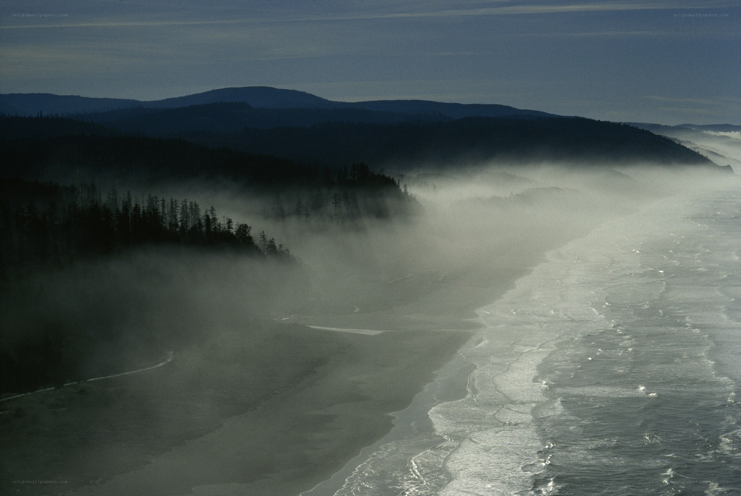 Misty coastal forest at dawn