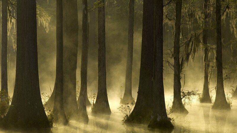 Misty cypress forest at dawn