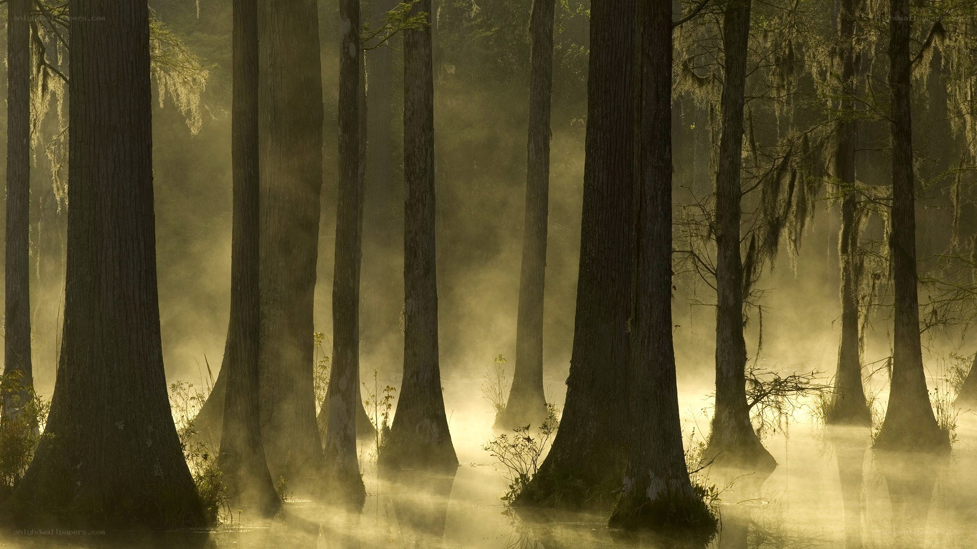 Misty cypress forest at dawn