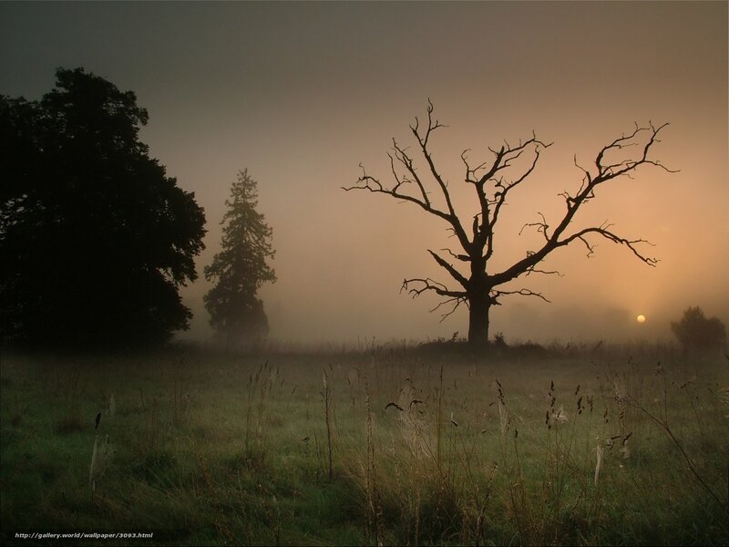 Misty dawn with bare tree