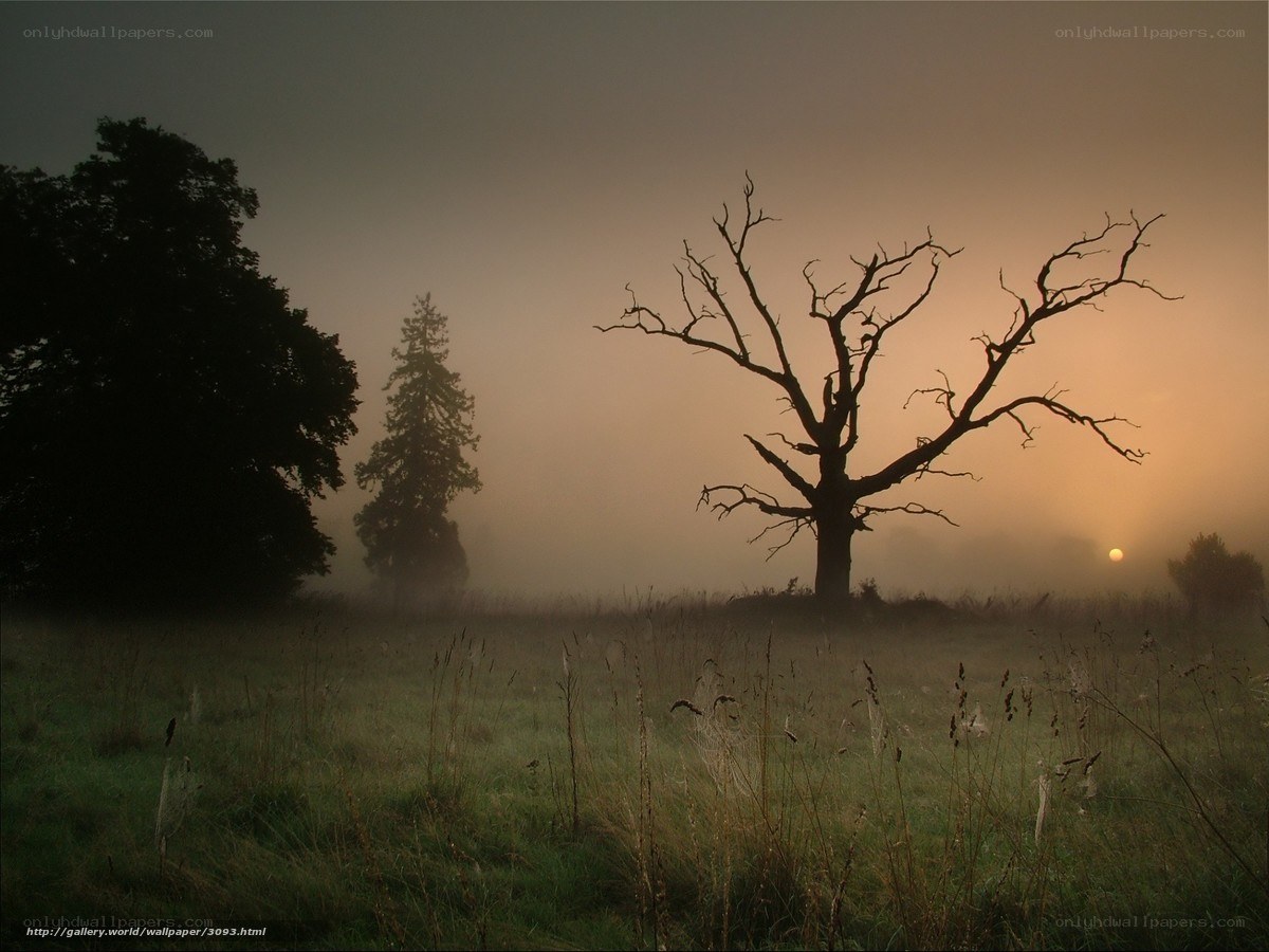 Misty dawn with bare tree