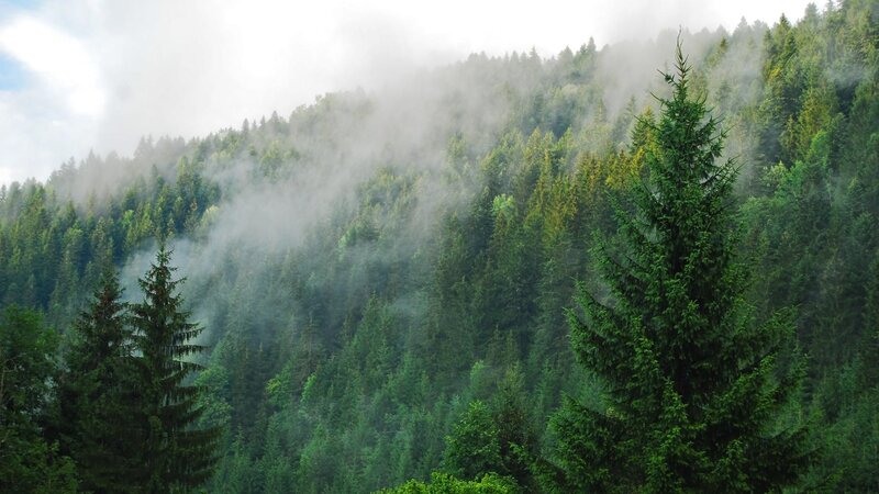 Misty Evergreen Forest — Green, Serene, Morning