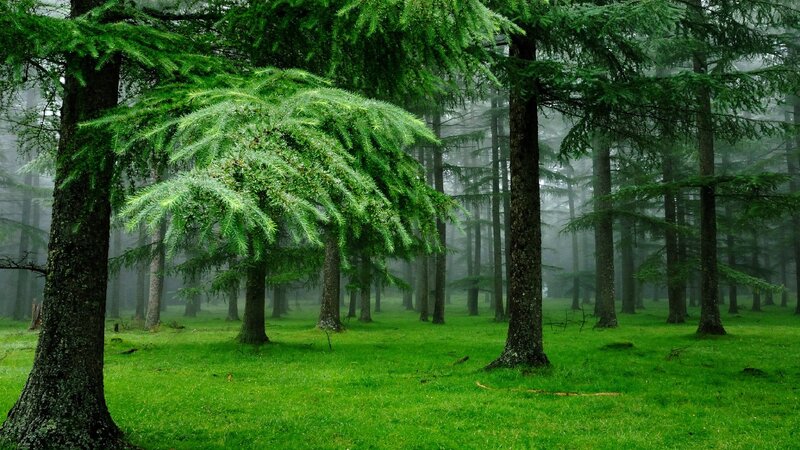 Misty Evergreen Forest — Green, Serene