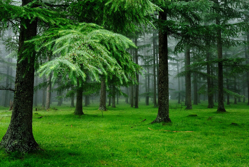 Misty Evergreen Forest