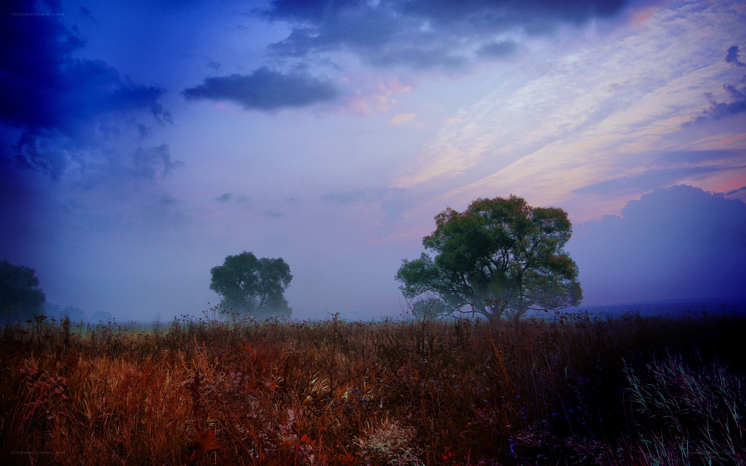 Misty field at dawn