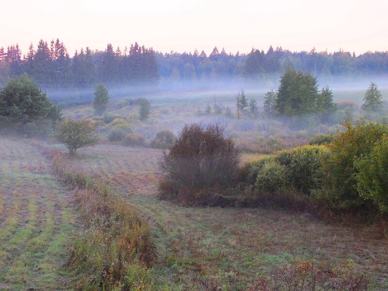 Misty Field at Dawn — Green, Serene