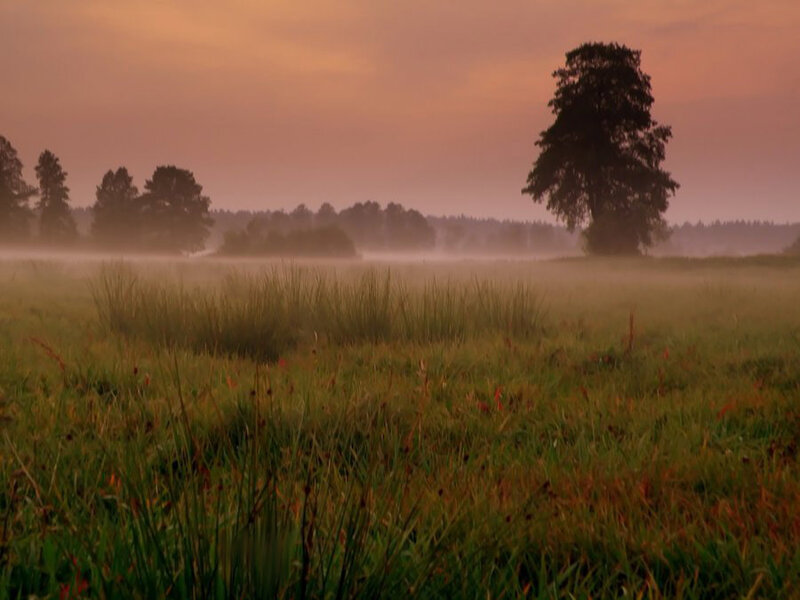 Misty Field at Dawn — Green