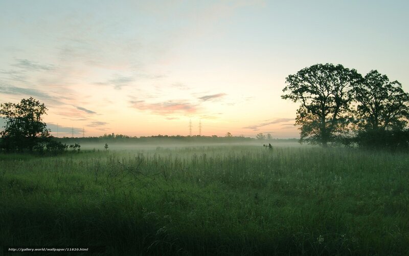 Misty field at dawn