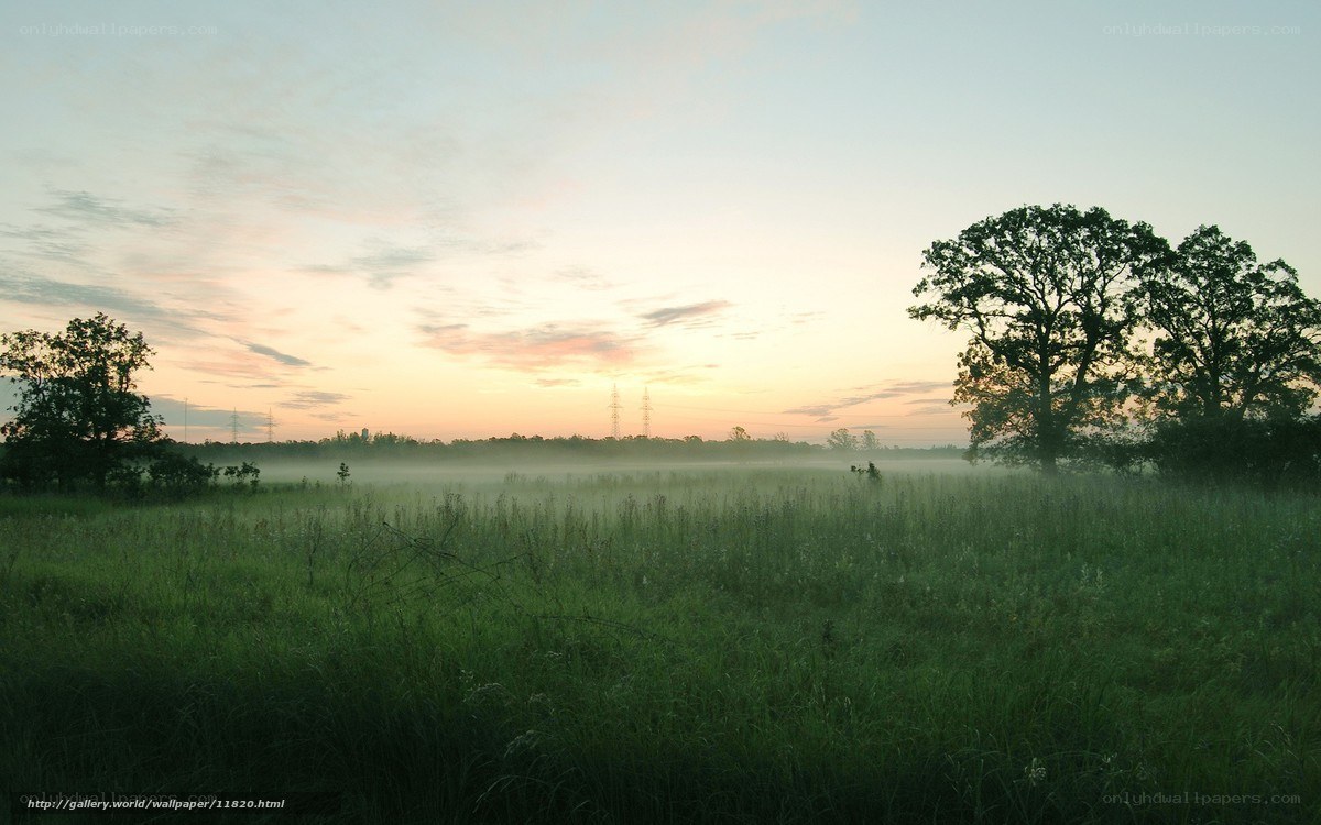 Misty field at dawn