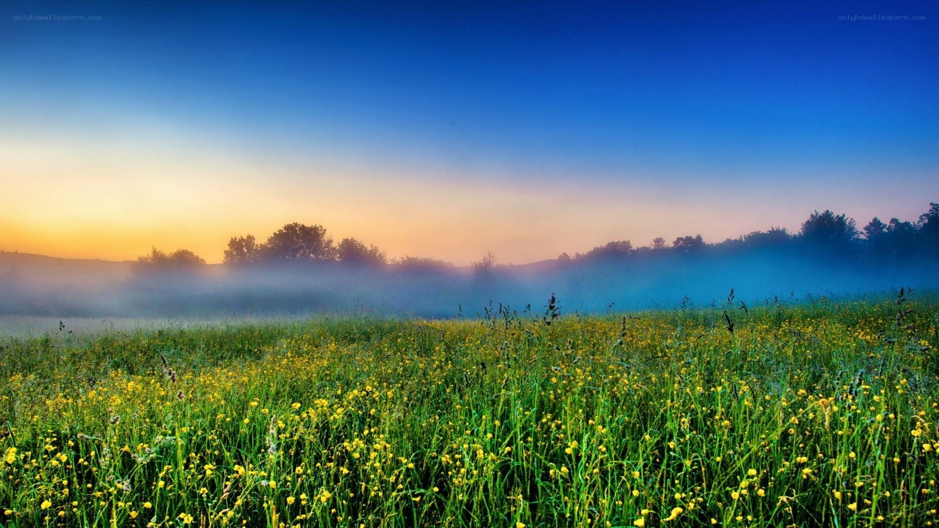 Misty field at sunrise