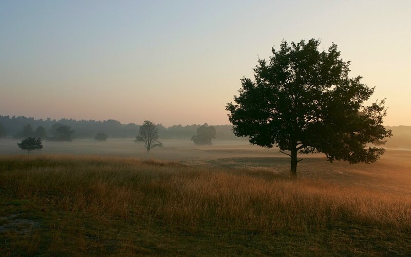 Misty field at sunrise