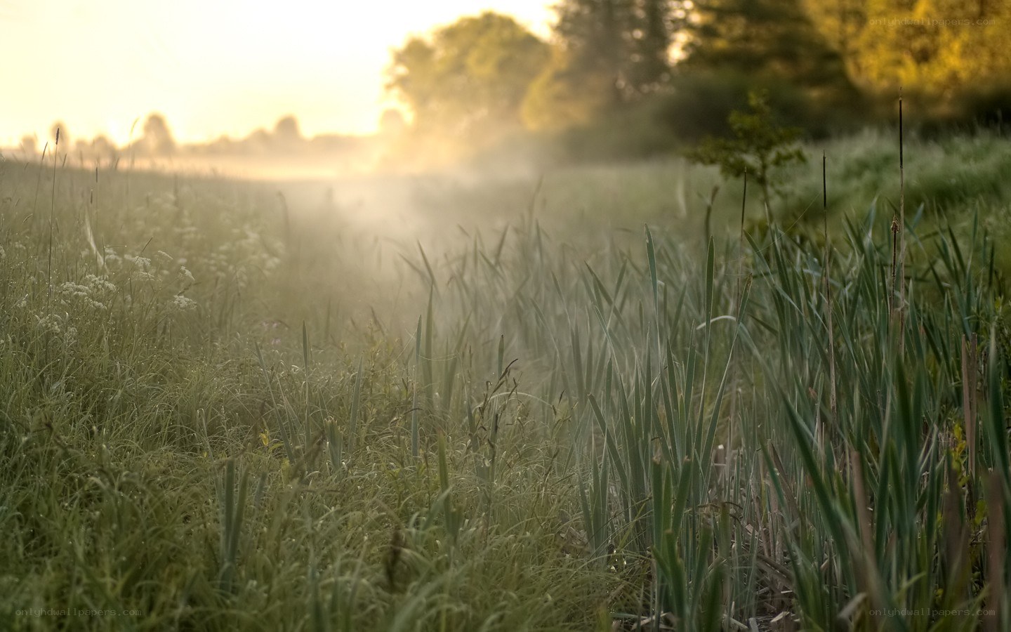 Misty field at sunrise