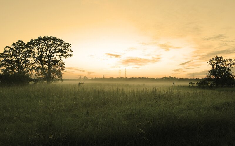 Misty Field at Sunrise — Green, Serene