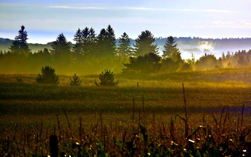 Misty Field at Sunrise — Green