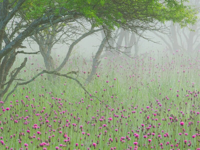 Misty field of pink flowers