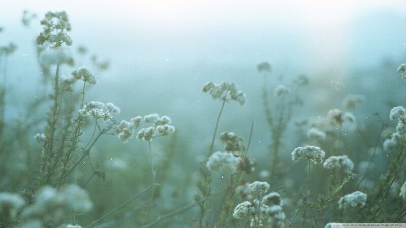 misty field of white flowers