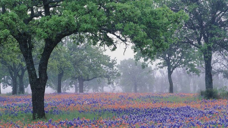 Misty field of wildflowers