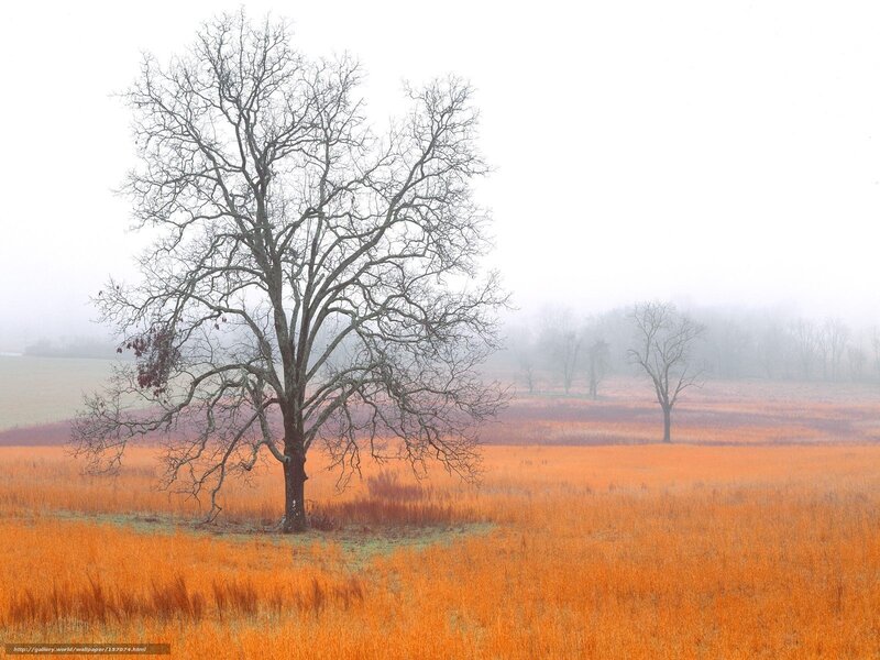 Misty field with bare tree