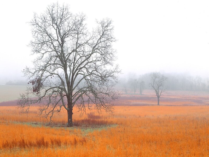 Misty field with bare trees