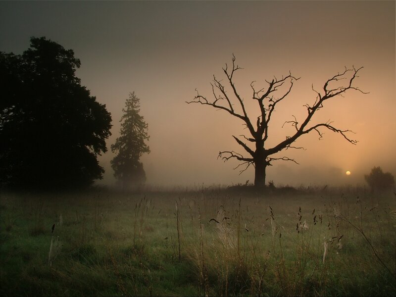 Misty field with dead tree