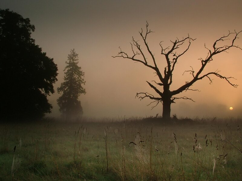 Misty field with dead tree