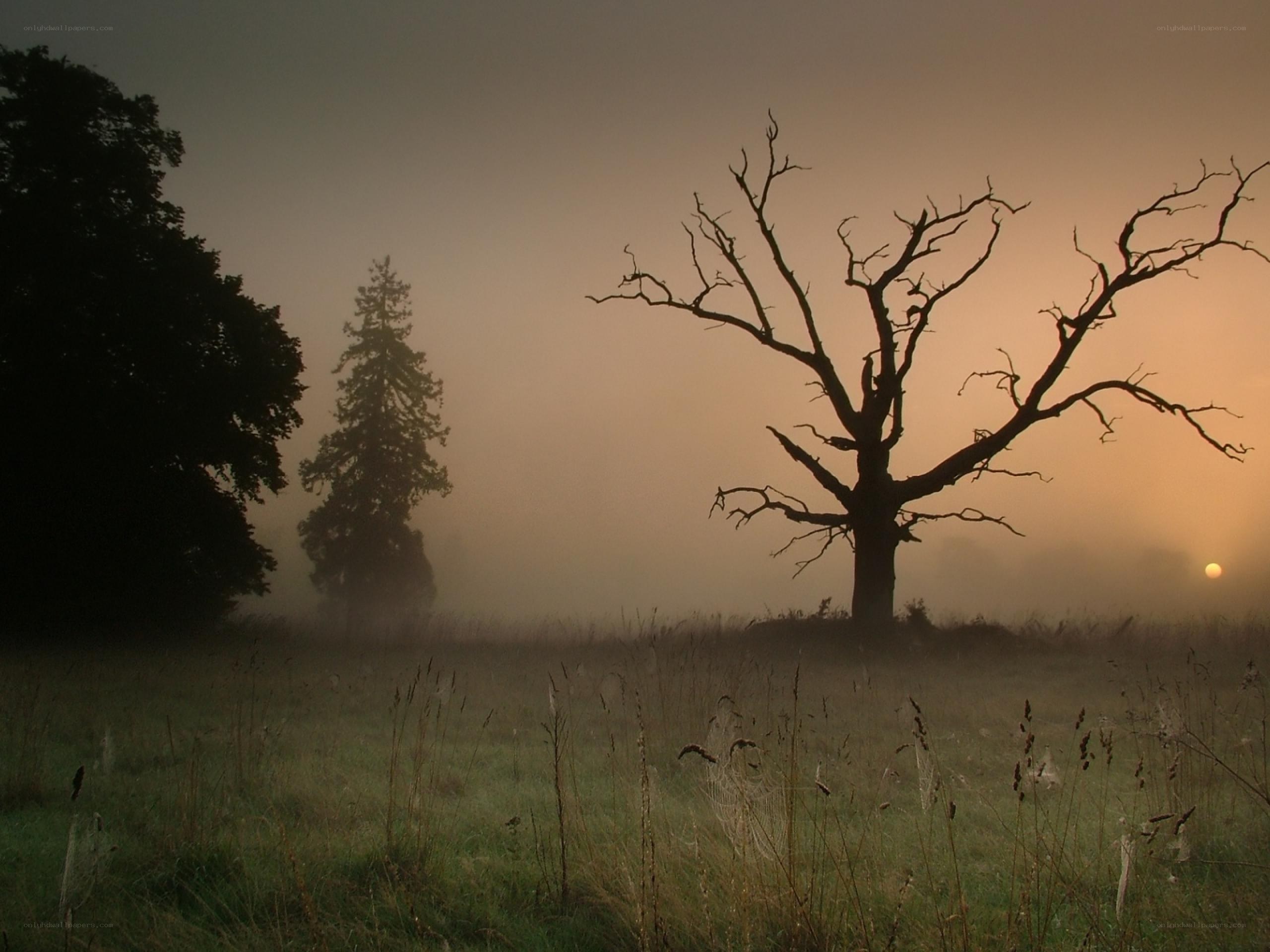 Misty field with dead tree