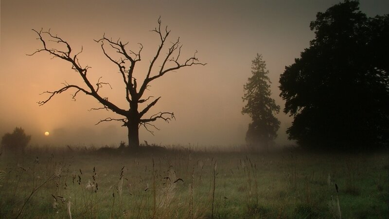 Misty field with dead tree