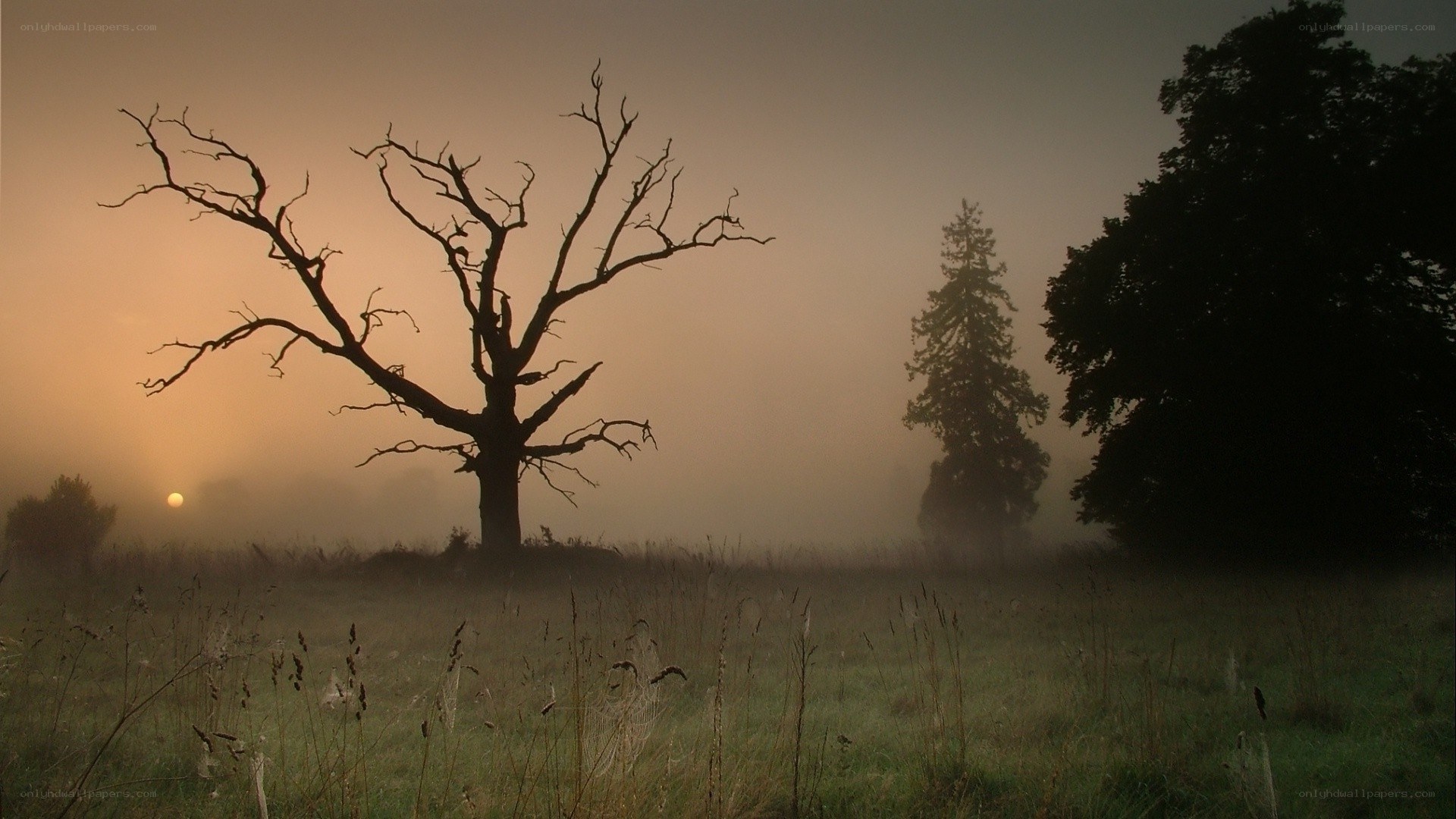 Misty field with dead tree