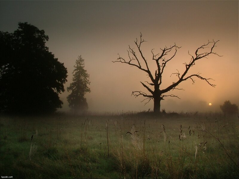 Misty field with dead tree