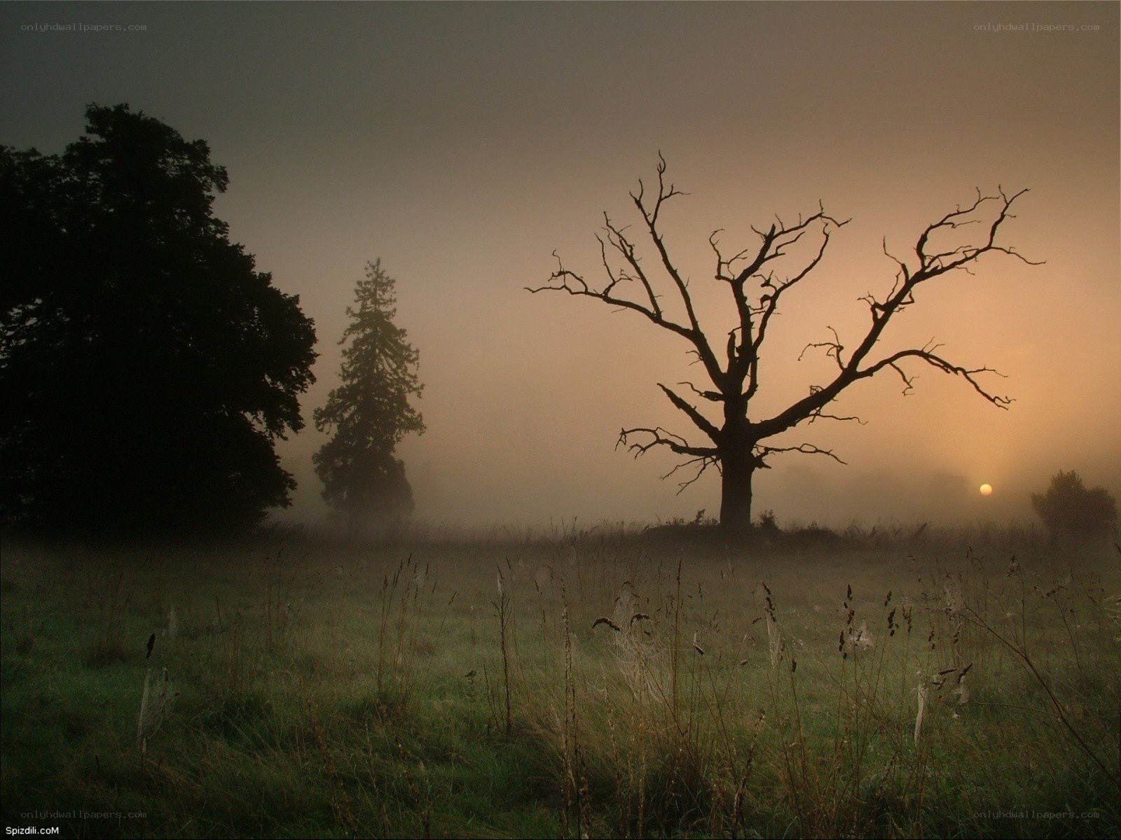 Misty field with dead tree