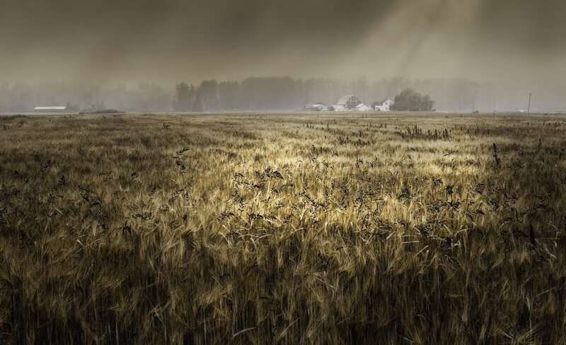 Misty field with farmhouse