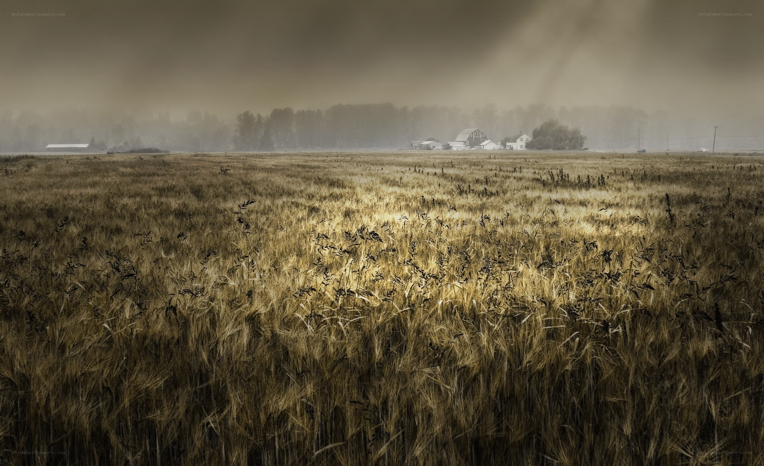 Misty field with farmhouse
