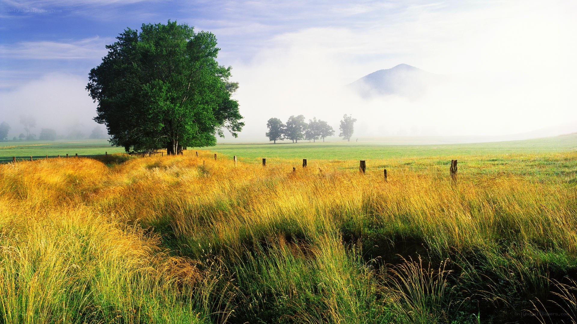 Misty field with lone tree